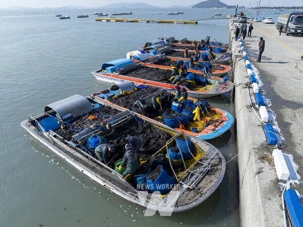 신안군(군수 박우량)은 선제적으로 신규양식장 확보계획을 수립해 전남 1,655ha 중 380ha를 확보했다