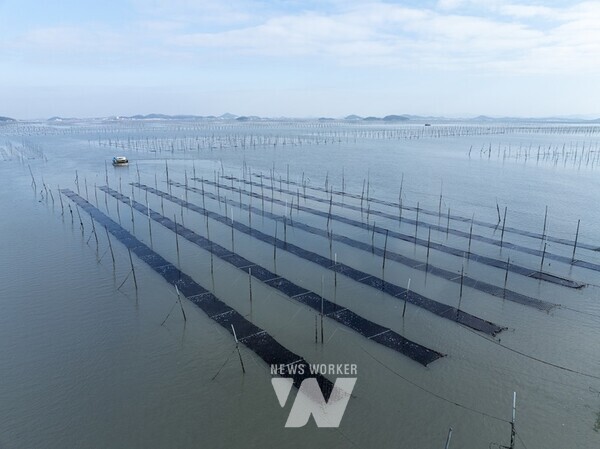 신안군(군수 박우량)은 선제적으로 신규양식장 확보계획을 수립해 전남 1,655ha 중 380ha를 확보했다