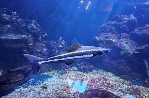 해양수산과학관서 미래 먹거리 ‘날새기’ 만나보세요