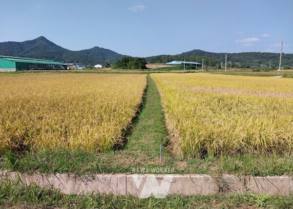 함평군 대동면 월송리 친환경농업단지(왼쪽 친환경탄소농업 실천 농지, 오른쪽 벼멸구 피해 관행농지)