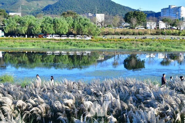장성 황룡강변에 조성된 팜파스