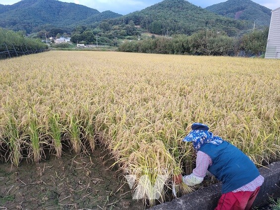 가루쌀 수확(한천면)