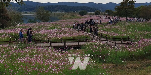 2024 몽탄 코스모스 축제