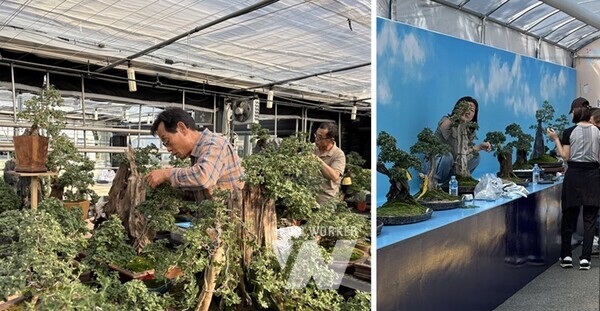 전남 함평군 대한민국 국화동호회가 ‘대한민국 국향대전’을 위한 국화 작품 준비에 한창이다.