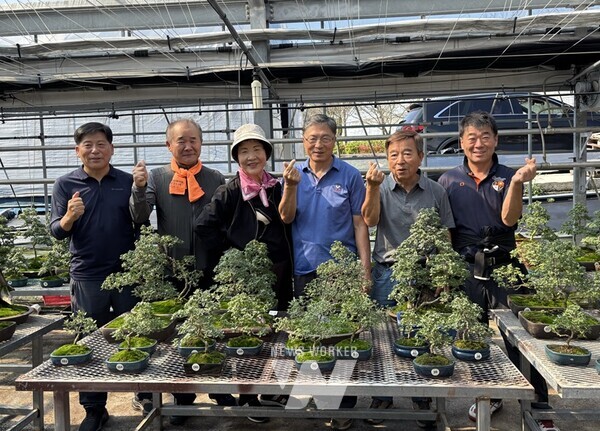 전남 함평군 대한민국 국화동호회가 ‘대한민국 국향대전’을 위한 국화 작품 준비에 한창이다.