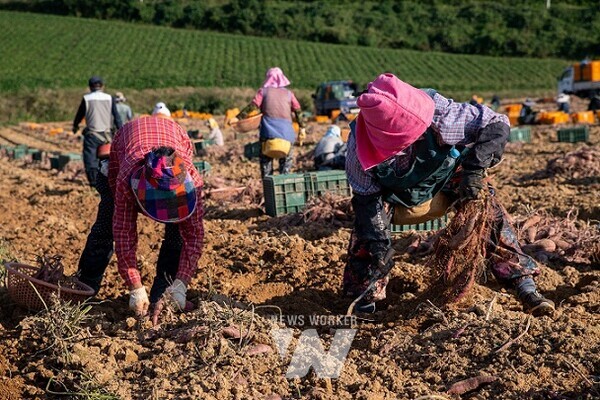 영암군 도포면 고구마 수확