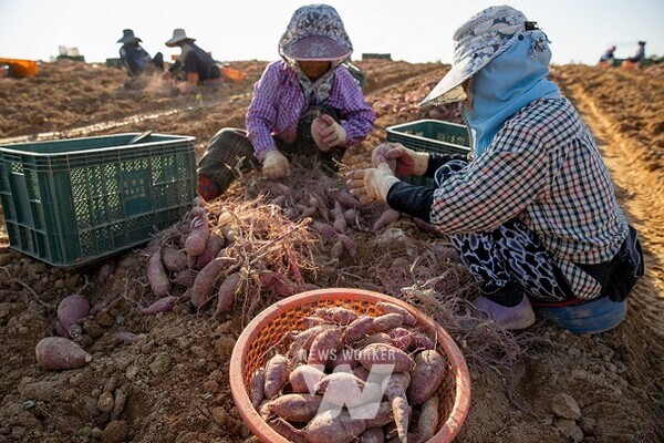 영암군 도포면 고구마 수확
