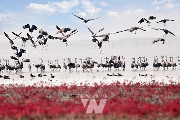 칠면초와 흑두루미
