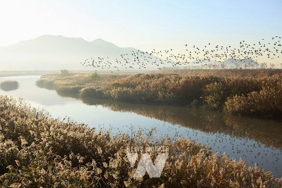 순천만습지