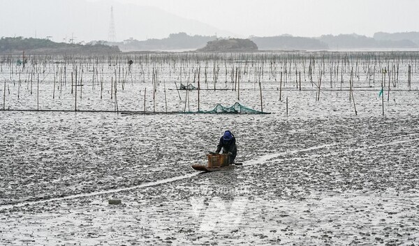 순천갯벌 뻘배어업 모습