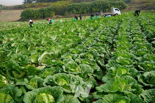 배추수확(2023 자료사진)