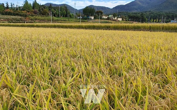 장흥 친환경 벼 생산단지