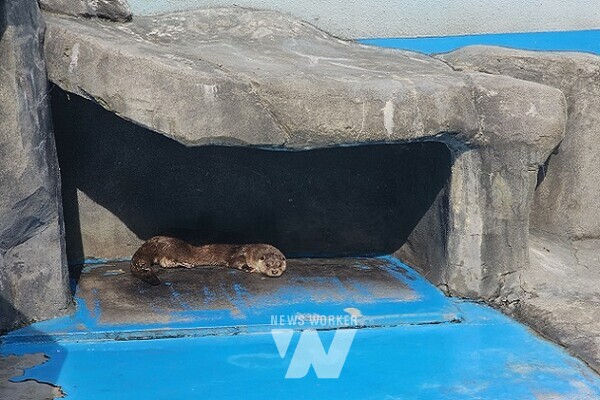 광주 우치동물원이 멸종위기 수달 ‘달순이’를 새 식구로 품었다.