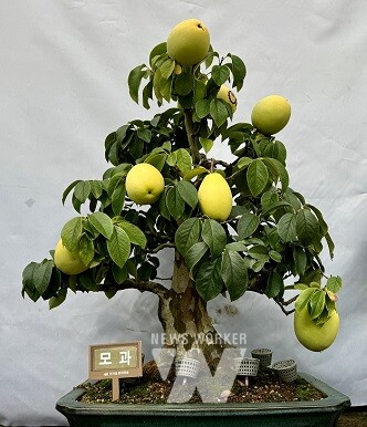 모과 분재
