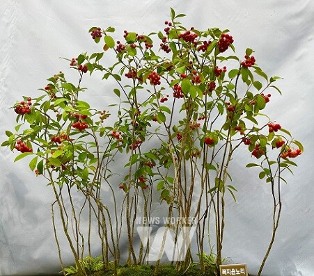 신안군 1004섬 분재정원 ‘열매분재 특별전’ 개최