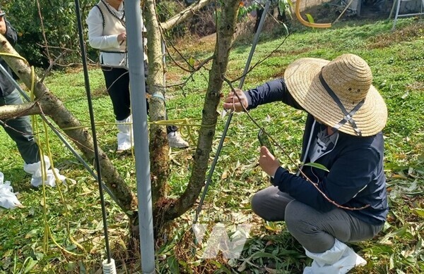 순천시 농업기술센터는 기후환경 변화로 인한 이상기상, 병해충 발생 증가 등 농업 현안 신속 해결은 물론 적기에 영농지도와 사업발굴을 위해 지난 16일부터 매주 수요일을 농업 현장 방문의 날로 정하고 전 직원이 영농현장을 찾고 있다.