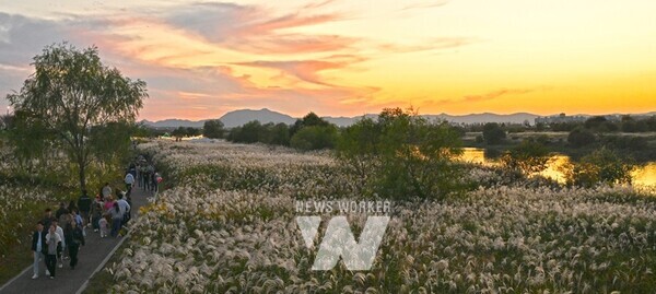 광주 유일의 자연경관축제이자 도심 속 힐링축제인 제9회 광주서창억새축제가 대단원의 막을 내렸다.