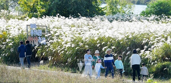 광주 유일의 자연경관축제이자 도심 속 힐링축제인 제9회 광주서창억새축제가 대단원의 막을 내렸다.
