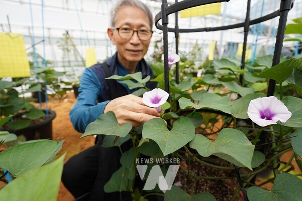 다음달 1~3일 두륜산 도립공원에서 열리는 해남미남축제에서는 전국 최고의 품질을 자랑하는 해남군 대표 농특산물인 ‘고구마’주제관이 운영된다.