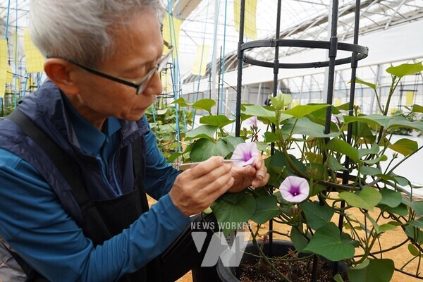 농업기술센터 전문연구위원이 고구마 육종을 위한 꽃 화분을 채취하고 있다