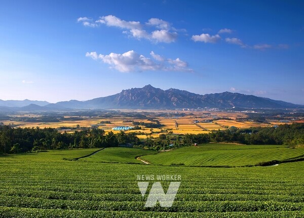 덕진운암리 녹차밭에서 본 월출산
