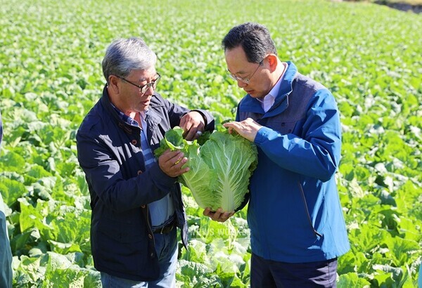 배추가격이 고공행진을 하고 있는 가운데, 국내 최대 배추 산지인 해남군이 배추 생육 지원에 총력을 기울이고 있다.