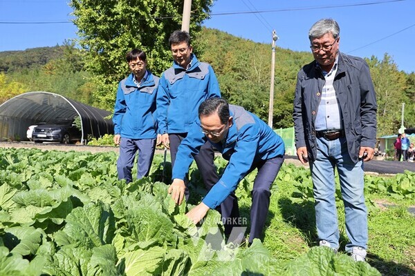 배추가격이 고공행진을 하고 있는 가운데, 국내 최대 배추 산지인 해남군이 배추 생육 지원에 총력을 기울이고 있다.