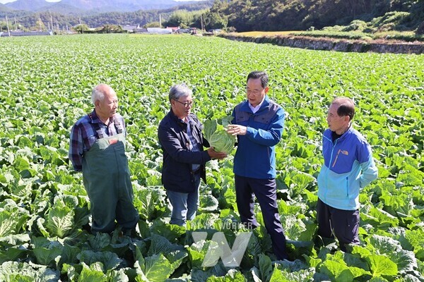 배추가격이 고공행진을 하고 있는 가운데, 국내 최대 배추 산지인 해남군이 배추 생육 지원에 총력을 기울이고 있다.