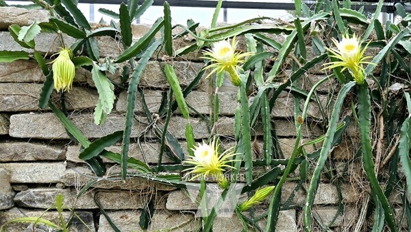 용과꽃(다육식물관)