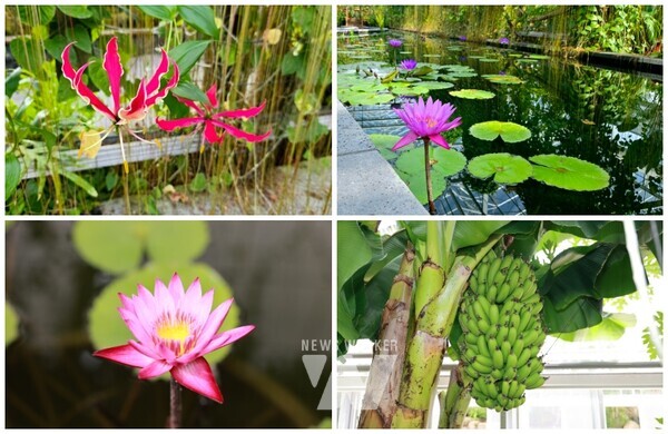 지난 18일 개막한 2024 대한민국 국향대전이 국화꽃과 함께 ‘함평 국화의 겨울 이야기’를 주제로 관람객들에게 감동을 선사하고 있다.