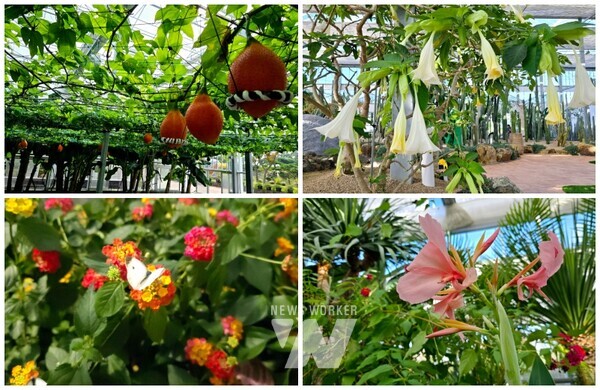 지난 18일 개막한 2024 대한민국 국향대전이 국화꽃과 함께 ‘함평 국화의 겨울 이야기’를 주제로 관람객들에게 감동을 선사하고 있다.