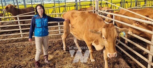 제40회 전라남도 으뜸한우 경진대회 번식암소 2부 최우수상을 받은 성전면 노양 농가.