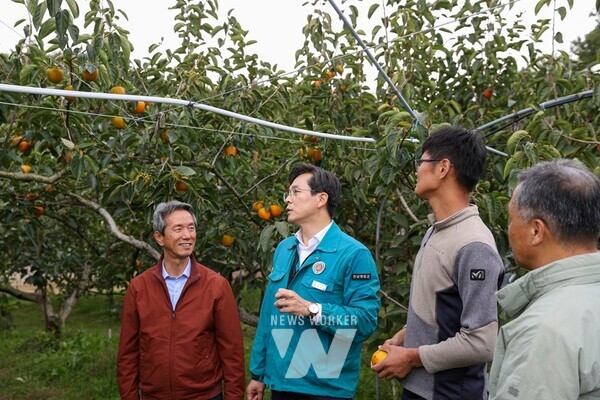 우승희 영암군수는 지난 25일 도포면 청년 단감 재배 농가를 방문해 과일 생육·출하 현황을 듣고, 제철을 맞이한 영암단감 홍보에 나섰다. 