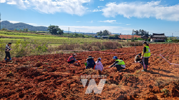 고구마 캐기 체험을 하고 있는 모습
