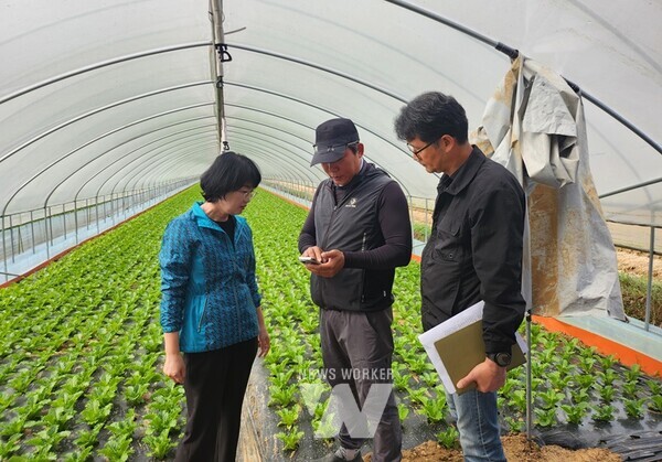 온실 내 스마트 관수시스템 모바일로 관수 상태를 모니터링하고 있는 모습. 사진 왼쪽부터 농업기술센터 최영아 소장, 오기종씨, 최영주 원예연구팀장