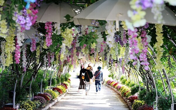 2024대한민국국향대전 현장스케치