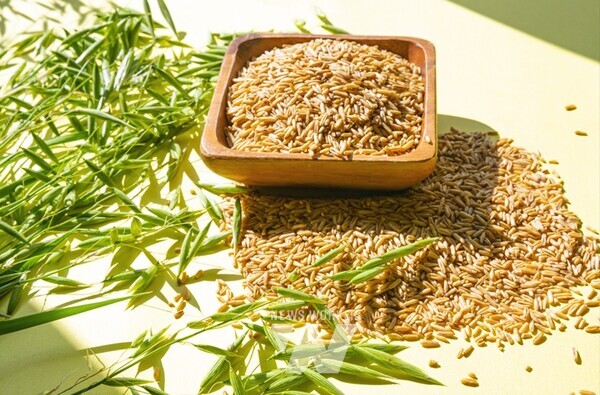 강진군 쌀귀리 알곡과 쌀귀리 빵.