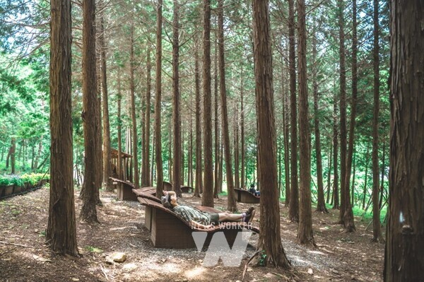 고흥 팔영산 편백 치유의 숲