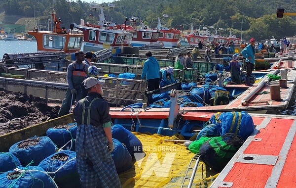 전남도 김 수출 3억달러 돌파(김 채취)