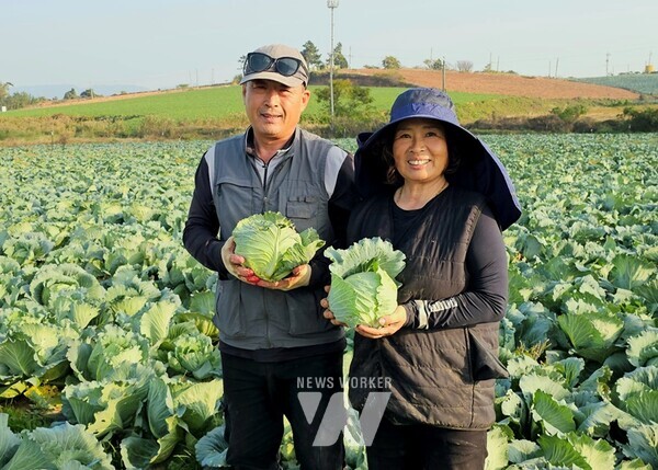 전라남도가 신선한 해풍과 온화한 기후의 무안에서 자란 유기농 양배추를 11월의 친환경농산물로 선정했다.