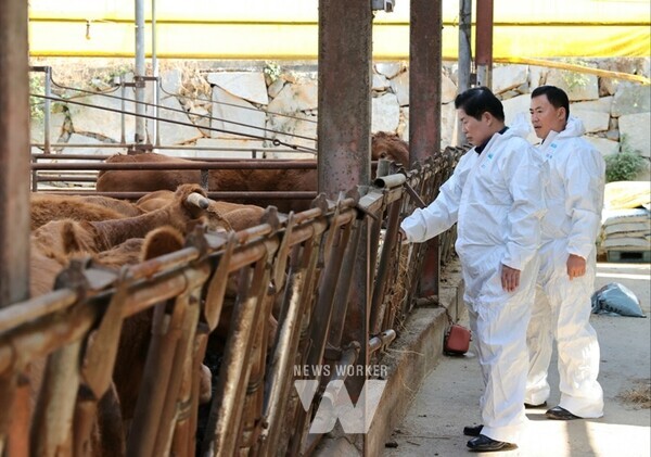 전남 고흥군(군수 공영민)은 농림축산식품부가 주최한 ‘제21회 전국 한우 경진대회’에서 암송아지 분야 최우수상을 수상했다