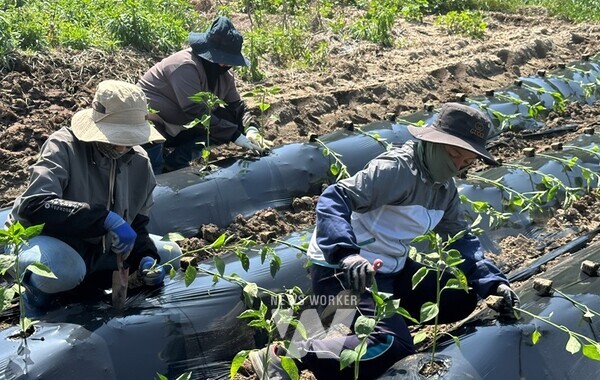 전라남도는 2025년 농식품부 공공형 계절근로 지원사업에 9개 시군 15개소(신규 5·계속 10)가 선정됐다