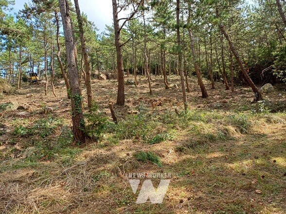 산불예방 숲가꾸기 작업 현장