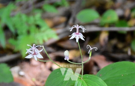 완도수목원- 뻐꾹나리(희귀식물 약관심종)