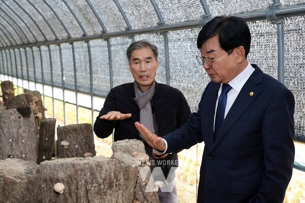 장흥군은 지난 19일 원목재배 표고버섯 신품종인 흥화1·2호의 시범재배 성과에 대해 현장보고회를 갖고 향후 육성 전략을 세웠다.