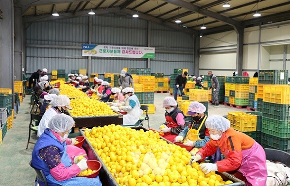고흥 유자 수매가격 작년보다 높아... 풍양농협유자수매장