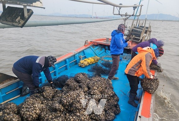 영광군, 백합 방류로 수산자원 조성에 이바지하다.
