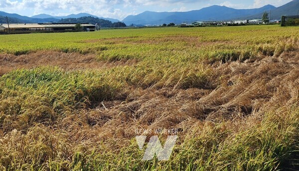 전라남도는 벼 재배농가 중 지난 9월 집중호우와 벼멸구 피해를 입은 농가에 재해지원금 154억 원을 지급한다