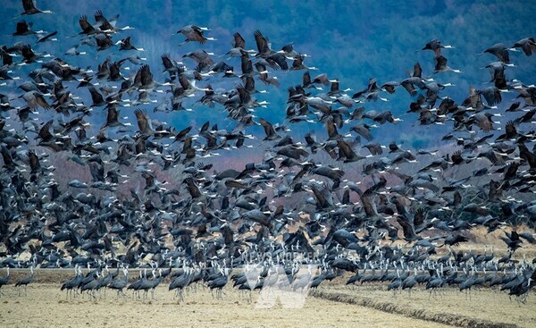 희망농업단지에서 비상하는 흑두루미