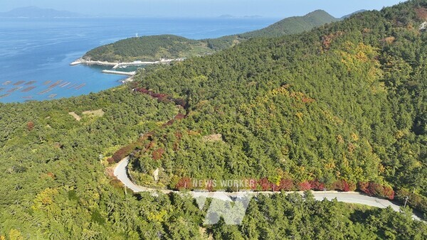 우리나라에서 가장 늦게 단풍이 든다는 슬로시티 청산도에서 오는 29일부터 12월 2일까지 4일간 단풍길 축제가 열린다. 